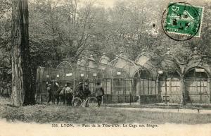 La Cage aux Singes - 1909