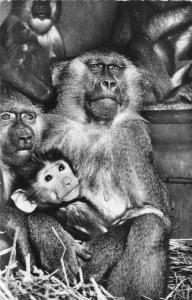 Les Singes - 1960