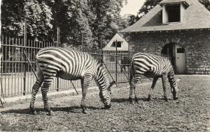 Les Zèbres