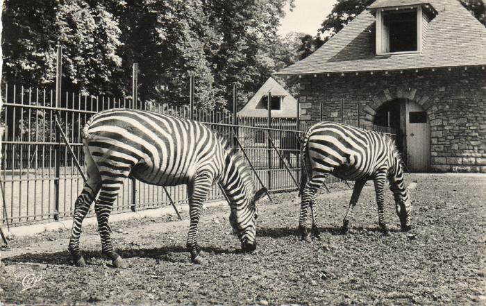 Les Zèbres
