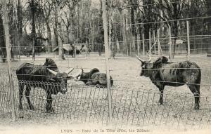 Les Zébus - 1913