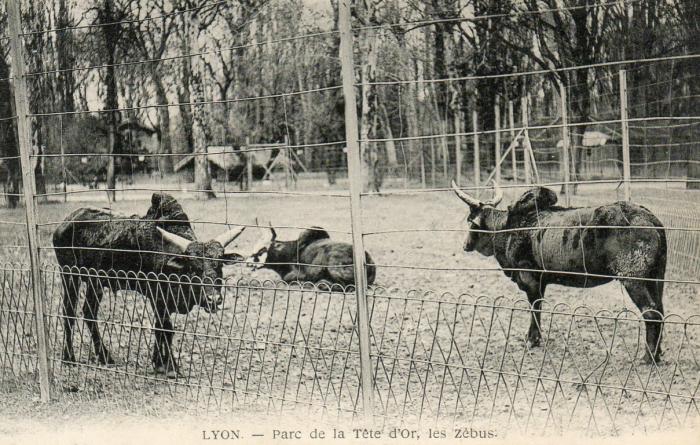 Les Zébus - 1913