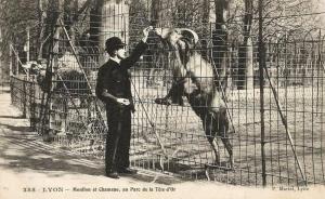 Mouflon et Chameau