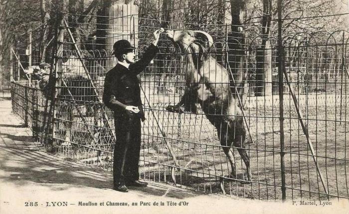 Mouflon et Chameau