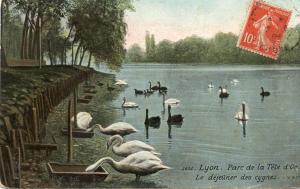 Le déjeuner des Cygnes