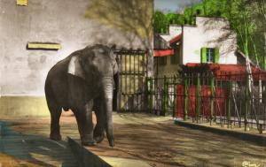 Eléphant du Parc Zoologique