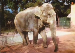Eléphant du Parc Zoologique