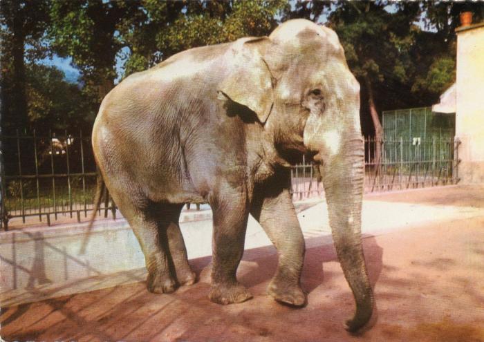 Eléphant du Parc Zoologique
