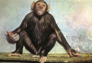 Le sourire d'Owa, guenon de la tribu chimpanzé