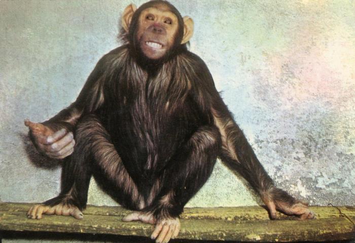 Le sourire d'Owa, guenon de la tribu chimpanzé