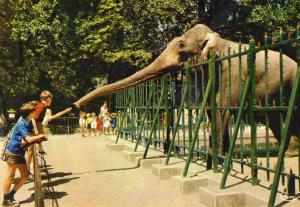 Eléphant du Parc