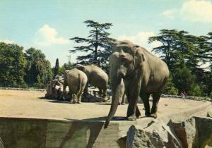 Les Eléphants - 1987