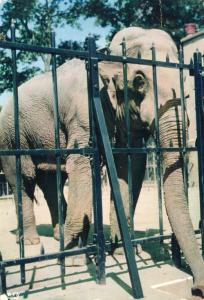 L'Eléphant