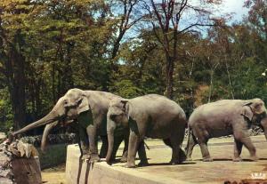 Les quatre Eléphants - 1969