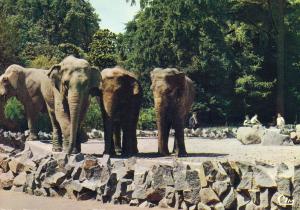Les Eléphants