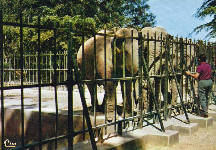 Les Eléphants au Parc