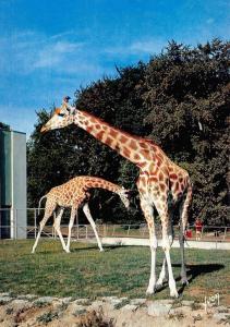 Les Girafes