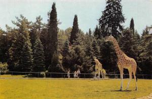 Les Girafes