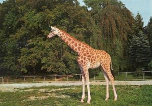 La Girafe