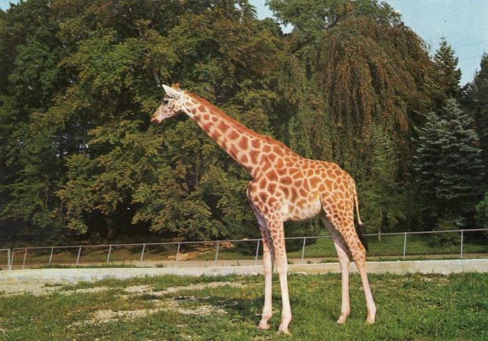 La Girafe