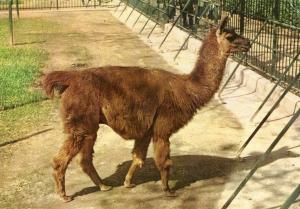 Le Zoo