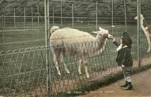 Lamas