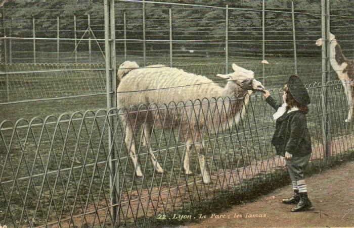 Lamas