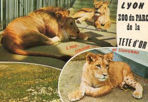 Lion, lionne et lionceaux