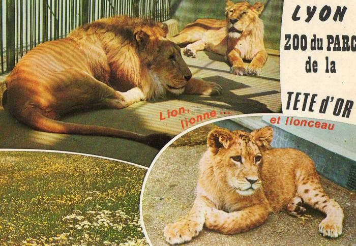 Lion, lionne et lionceaux
