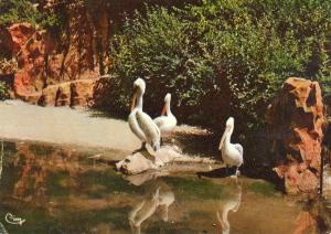 Les Pélicans
