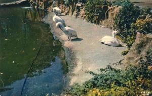 Les Pélicans - 1963