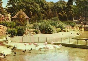 Les Flamants roses - 1965