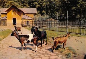 Les chèvres du Parc