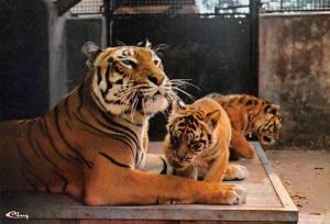 Les Tigres