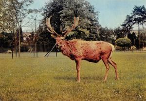 Cerf d'Europe