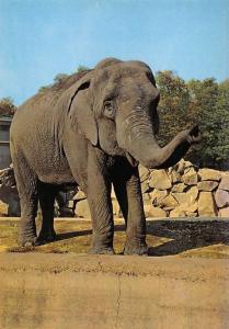 Les Eléphants