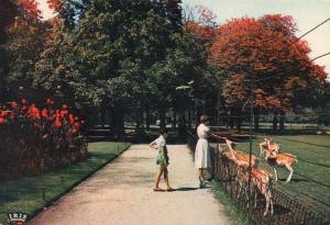 Les biches au Parc Zoologique