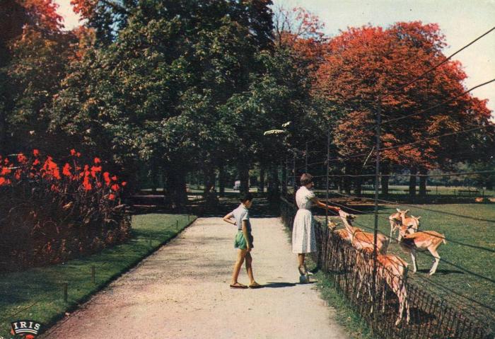 Les biches au Parc Zoologique