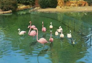 Les Flamants roses