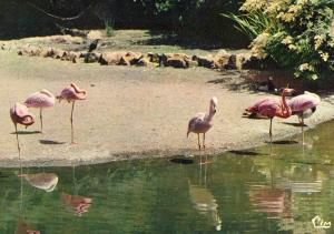 Les Flamants roses