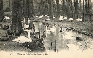 Le Refuge des Cygnes