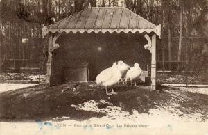 Les Pélicans blancs - 1919