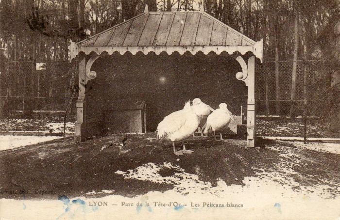 Les Pélicans blancs - 1919