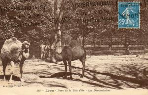 Les Dromadaires - 1927
