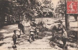 Les Dromadaires - 1927