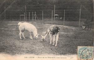 Les Lamas - 1906