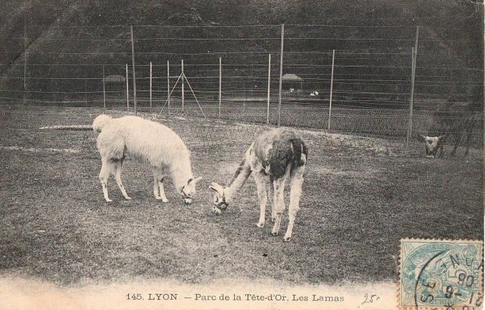 Les Lamas - 1906
