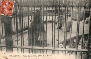Les Ours - 1910