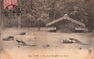 Les Paons - 1907