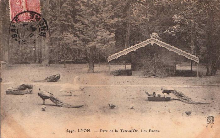 Les Paons - 1907